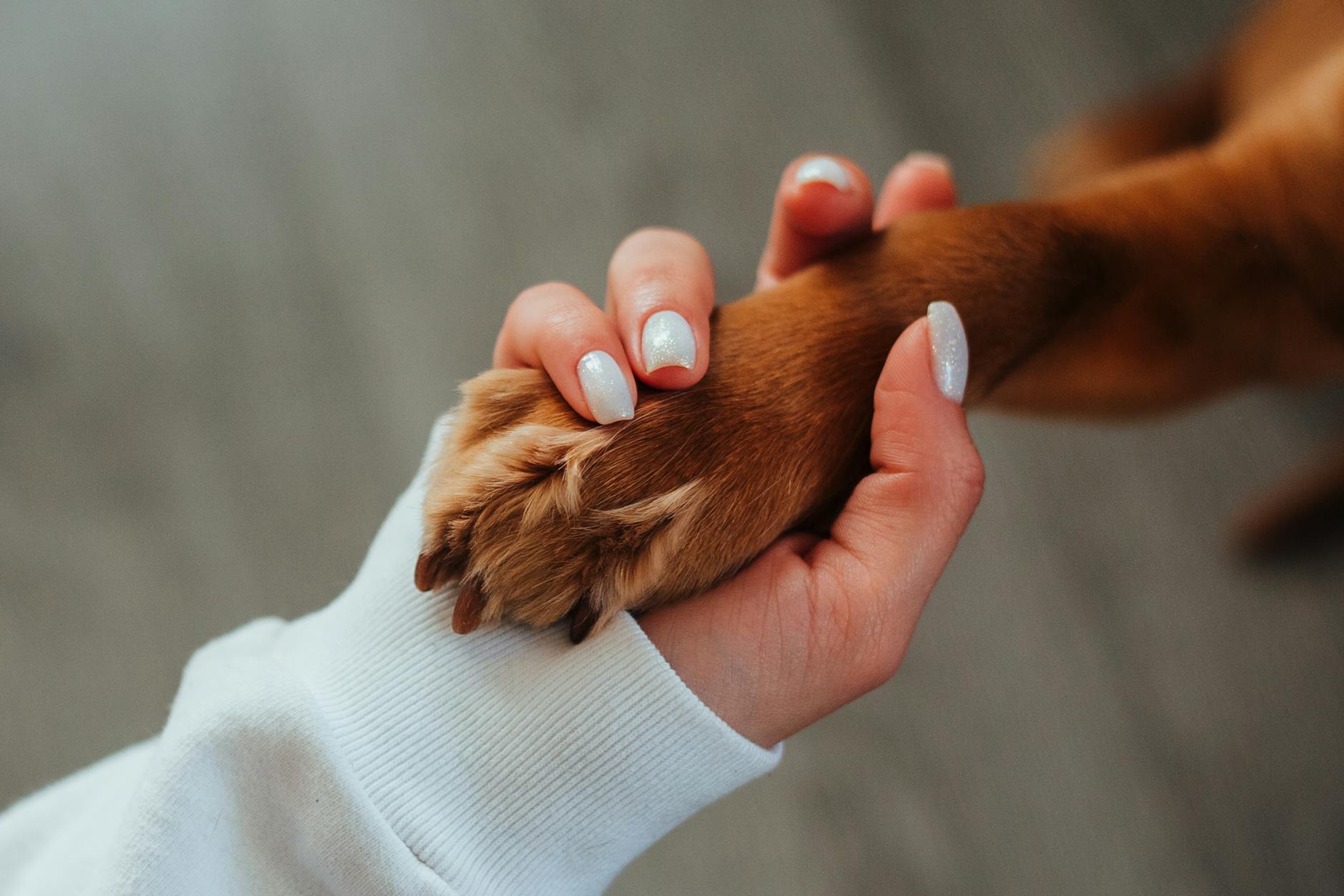 犬用関節サプリメント人気商品比較ランキング