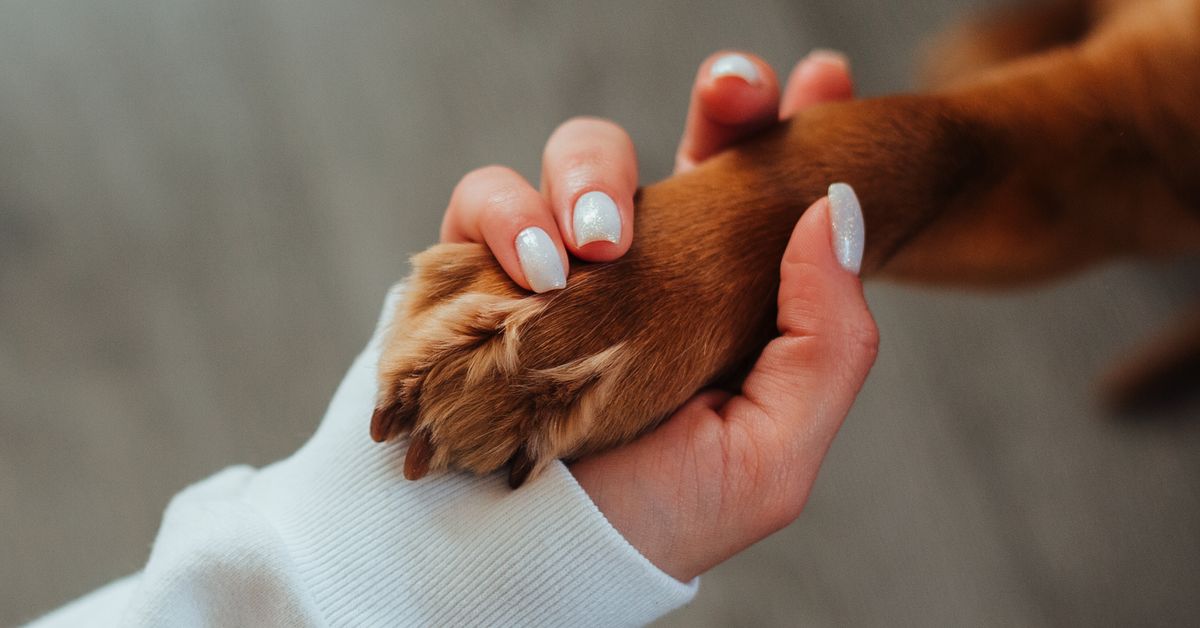 Hand gently checking a dog's fit and comfort
