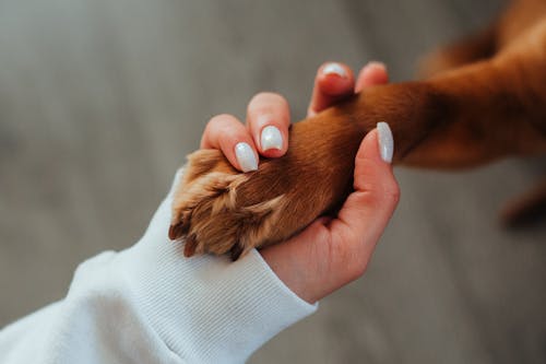 Protect Your Pet’s Paws from Cold, Ice, and Road Salt