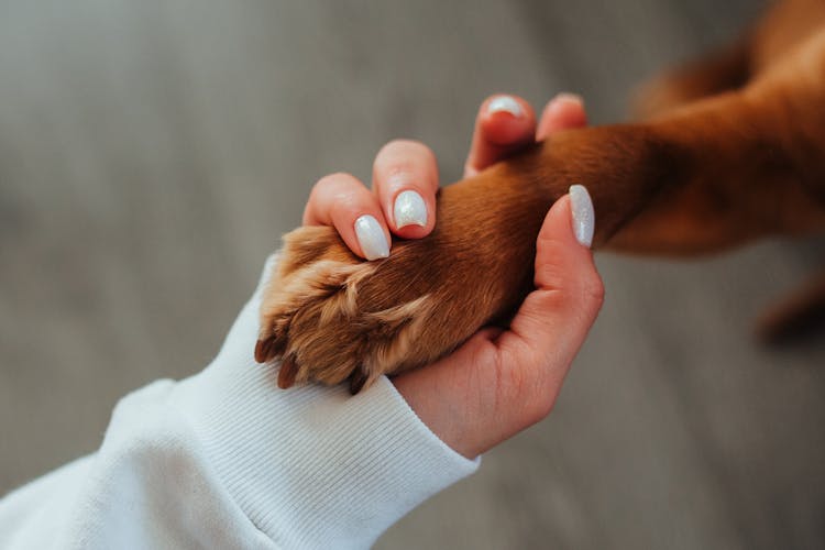 Unrecognizable Woman Holding Paw Of Dog