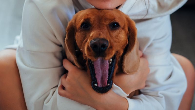 Dog owner cuddling a relaxed Labrador at home while researching the best CBD oil for dogs
