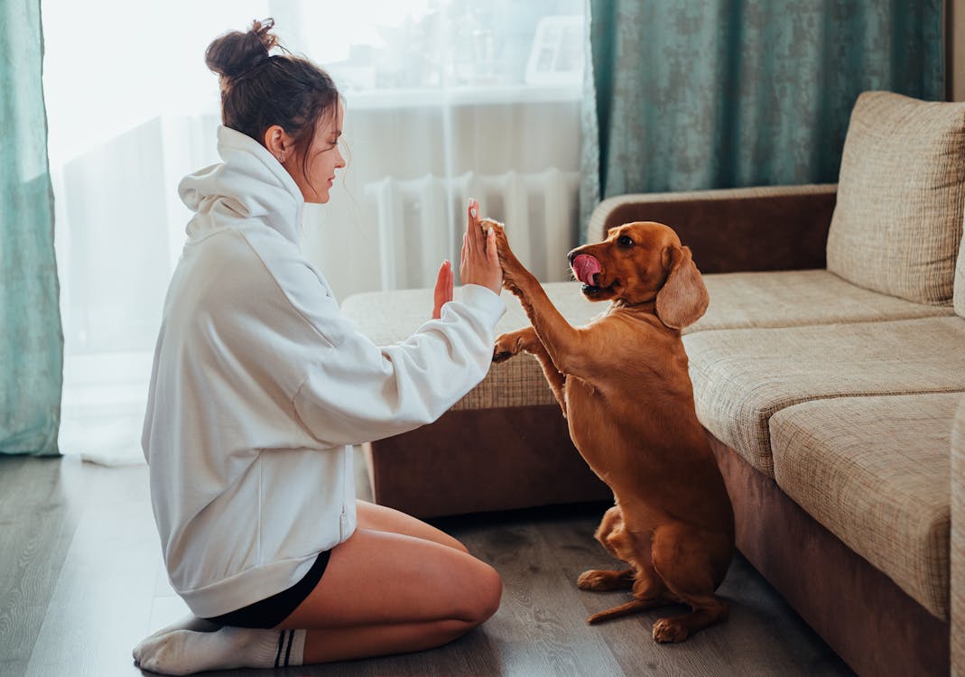 Free Side view of young woman in hoodie sitting on floor near sofa and playing with obedient brown Labrador while resting during free time Stock Photo