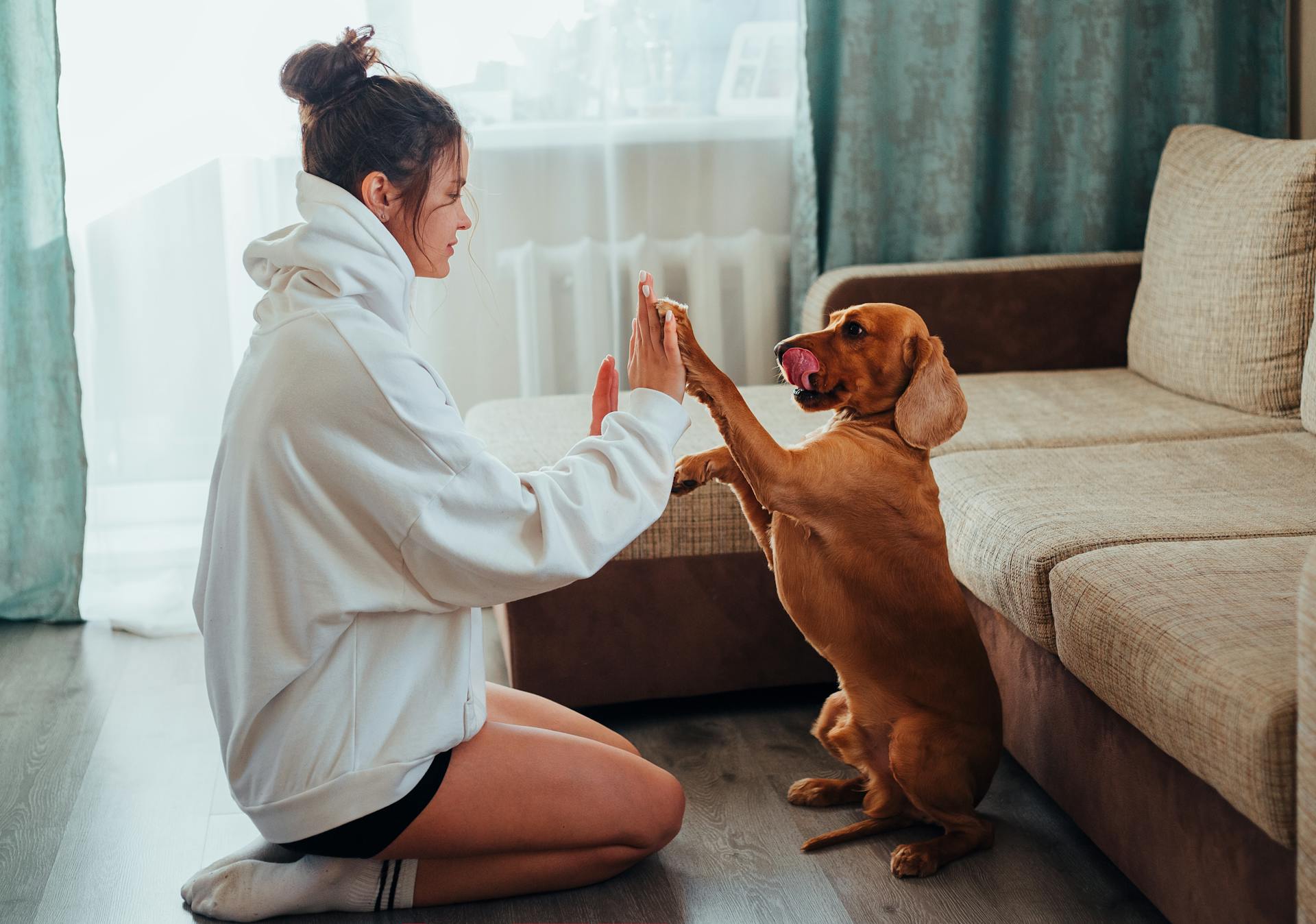 Zicht vanaf de zijkant van een jonge vrouw met een capuchon die op de vloer bij de bank zit en met een gehoorzame bruine Labrador speelt terwijl ze in haar vrije tijd rust