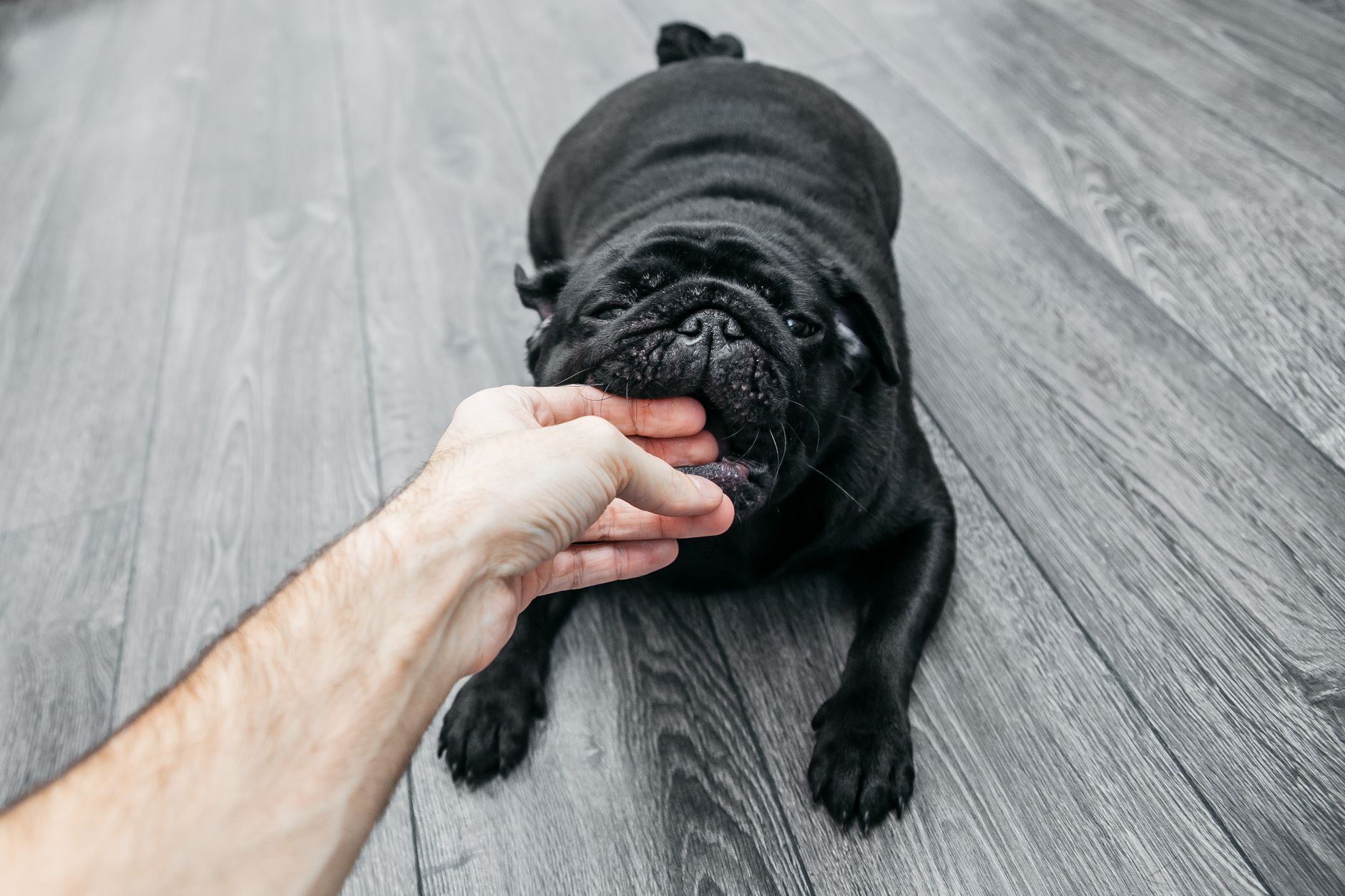 How To Stop A Puppy From Biting Hands And Ankles: The Advanced Guide
