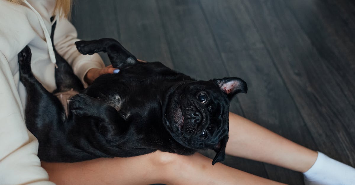 Blaehungen beim Hund Hausmittel und was man tun kann Hundebande