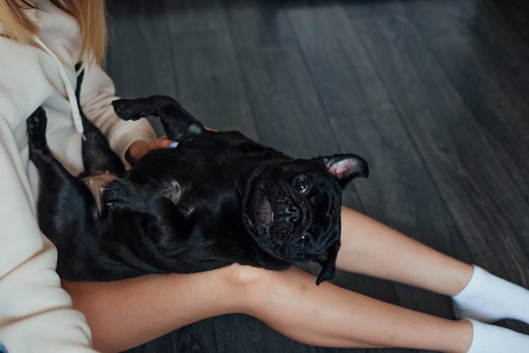 Woman Playing With Black Dog At Home