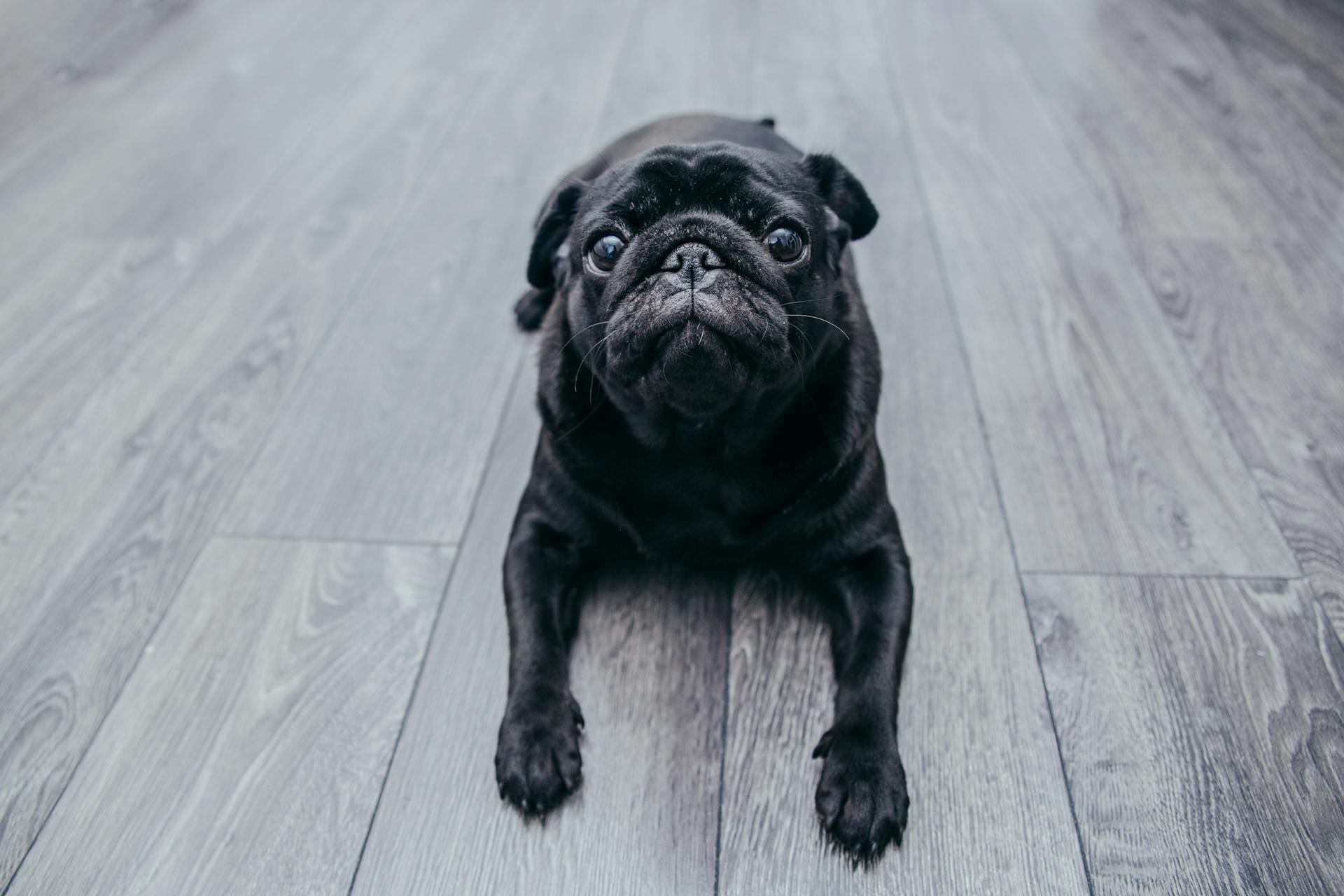 Pug Puppy Lying on the Floorboards