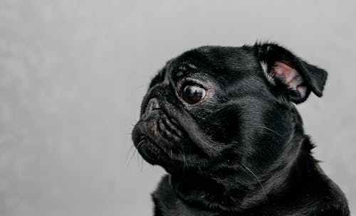 Portrait of Cute Pug Dog