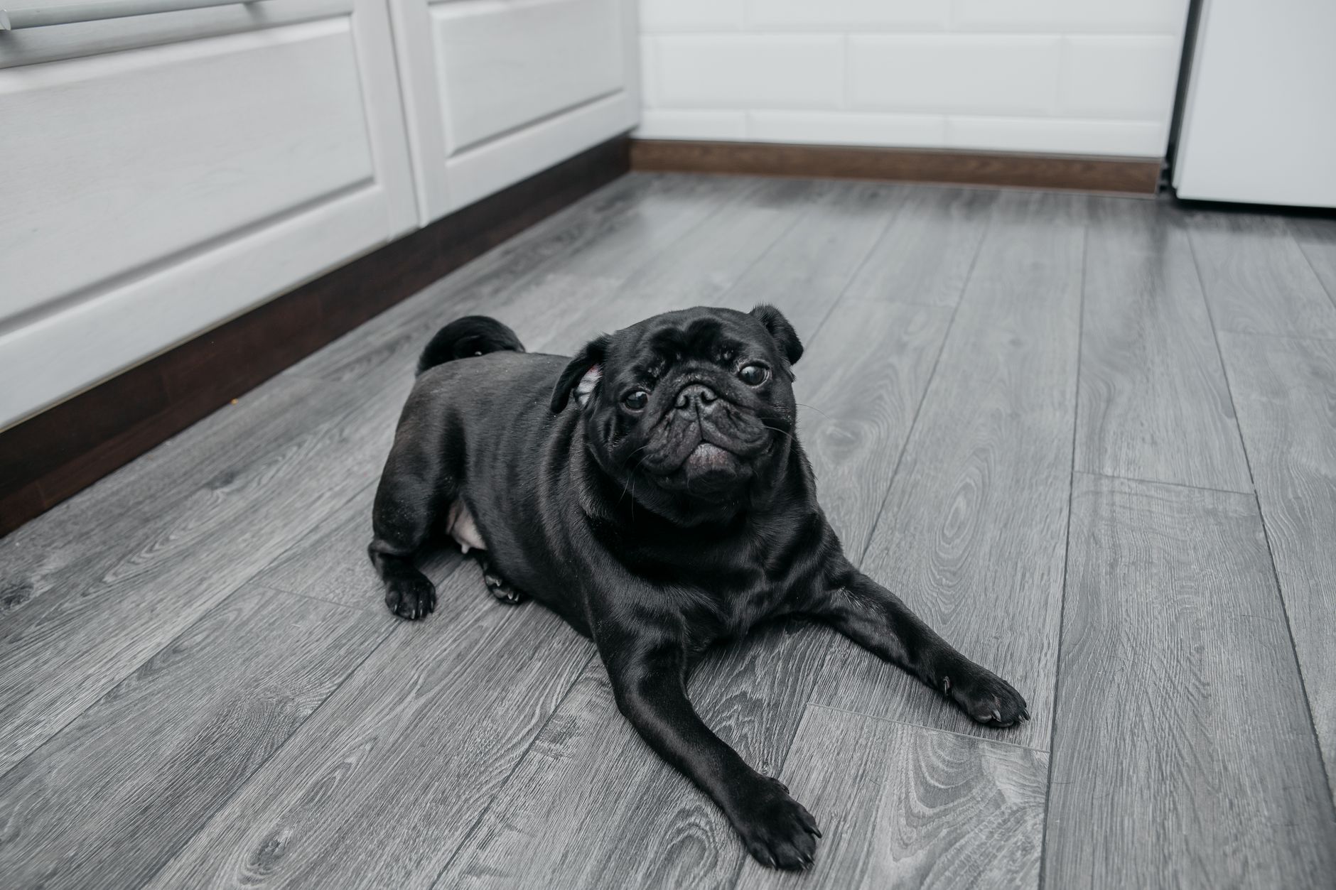 Der Hund oder die Katze