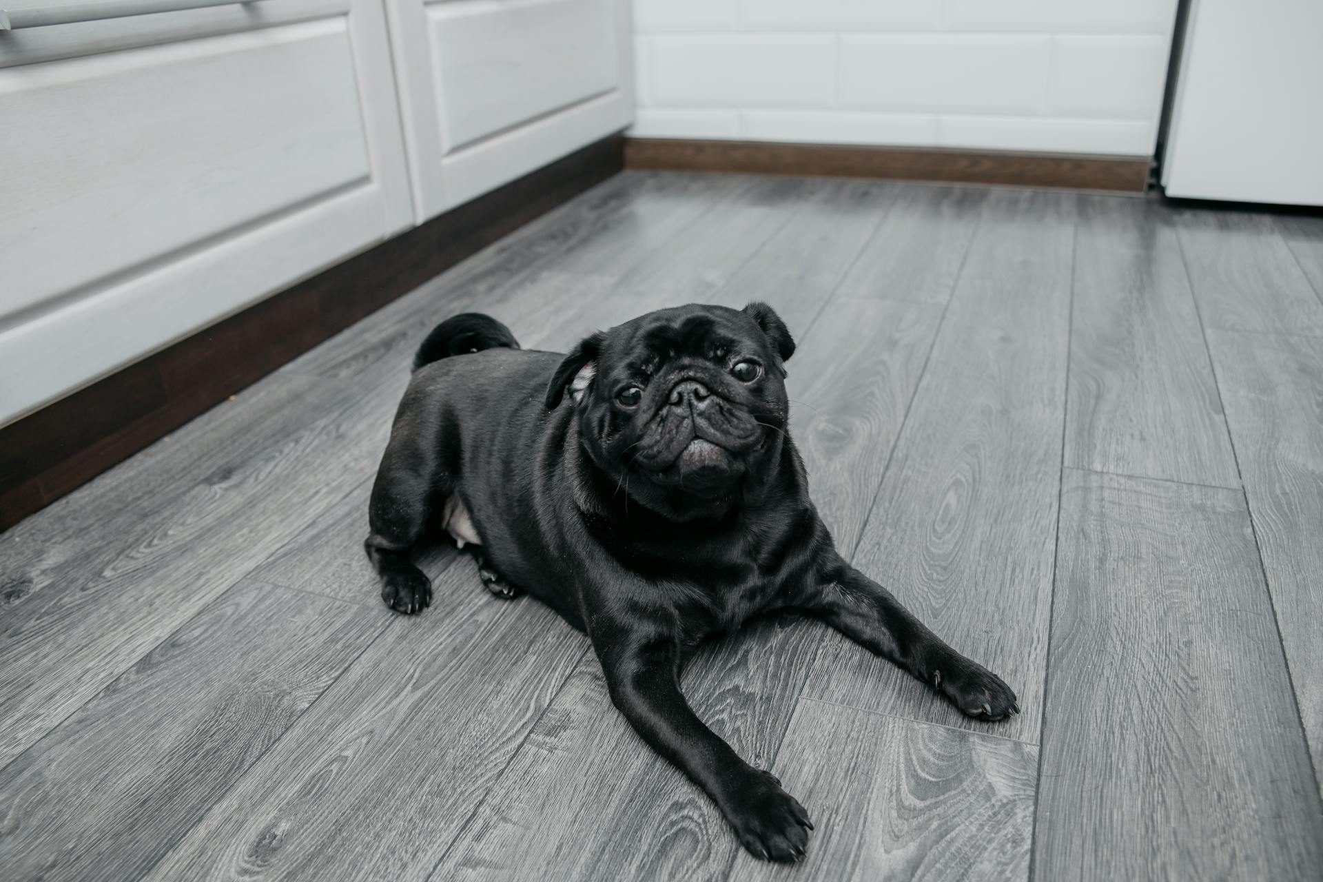 Pug Puppy Lying on the Floor