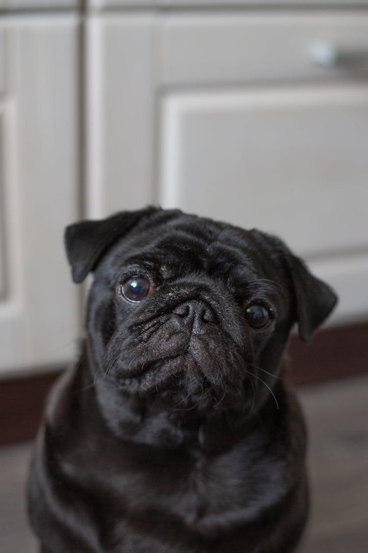 Portrait Of Cute Pug Dog