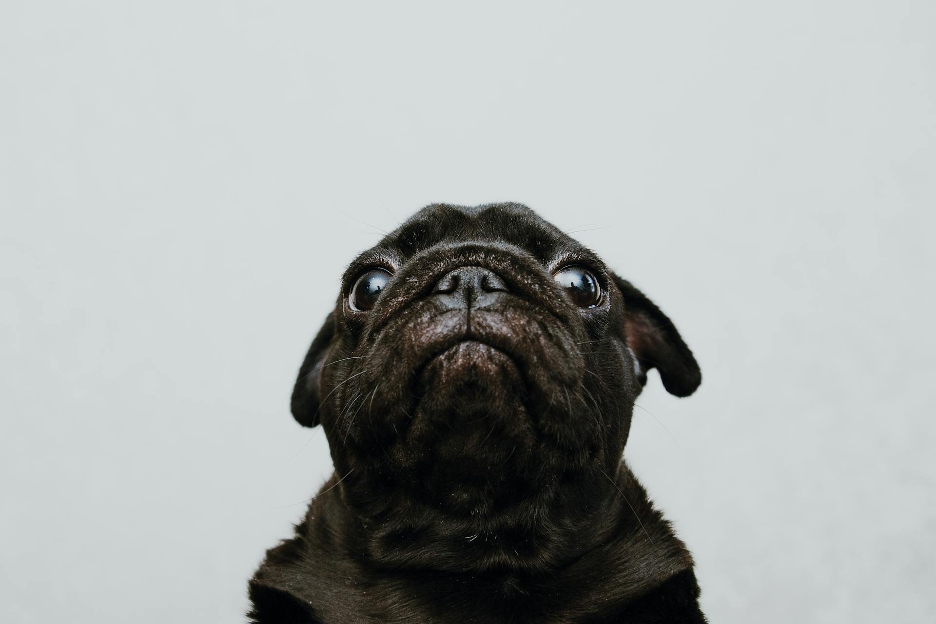 Close-up of a Puppy Pug