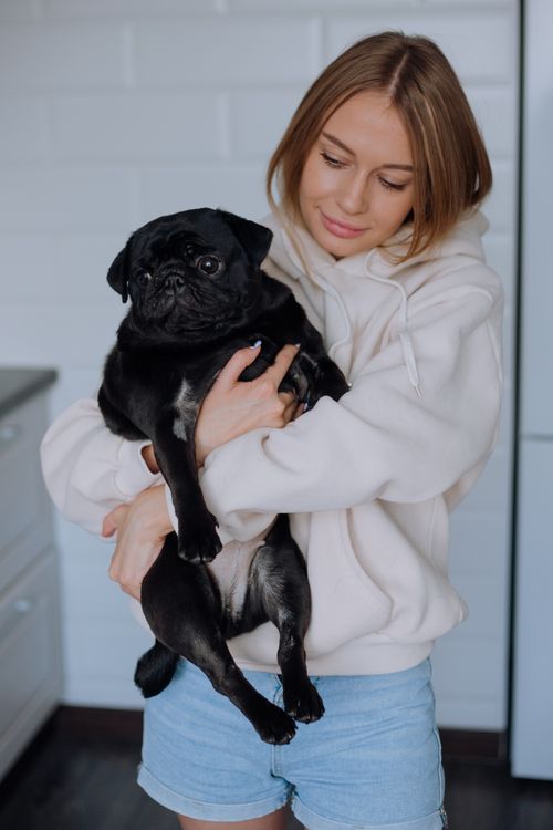 Free A young woman in a hoodie holds a black pug in a bright indoor environment. Stock Photo