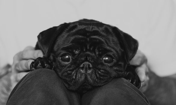 Charming black pug resting its head on hands in a cozy monochrome portrait.