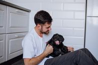 A man petting and playing with his black pug indoors, showcasing a moment of pet care and affection.