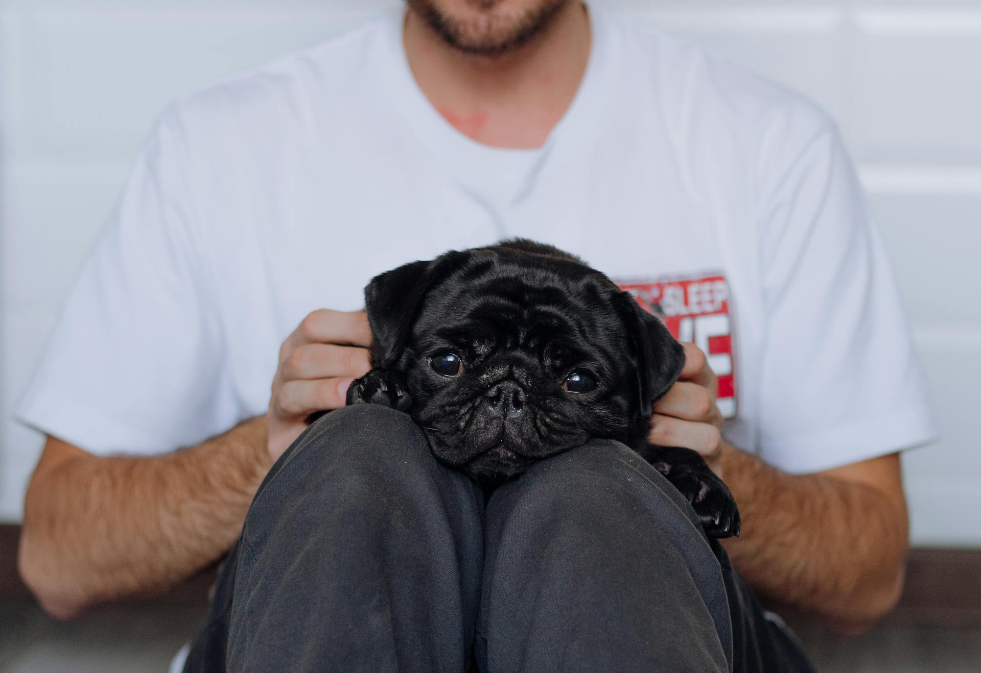 A Man in White Crew Neck T-shirt Holding a Black Pug