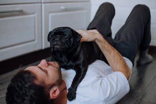 Free A Bearded Man Lying Down with His Pet Pug Stock Photo