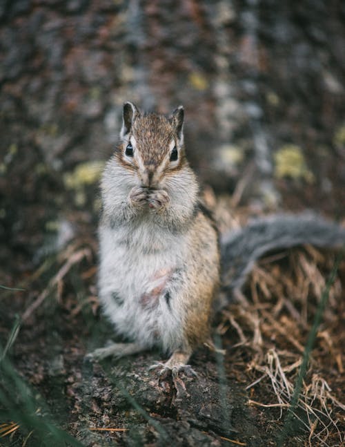 From above of cute chipmunk with fluffy fur eating nut while standing on ground in forest and looking at camera