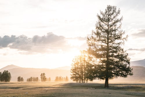 Free Amazing scenery of trees on grassy meadow with mountains on background under cloudy sky in foggy morning Stock Photo