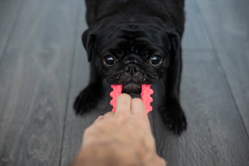 Close-up of a Pug Pulling a Toy 