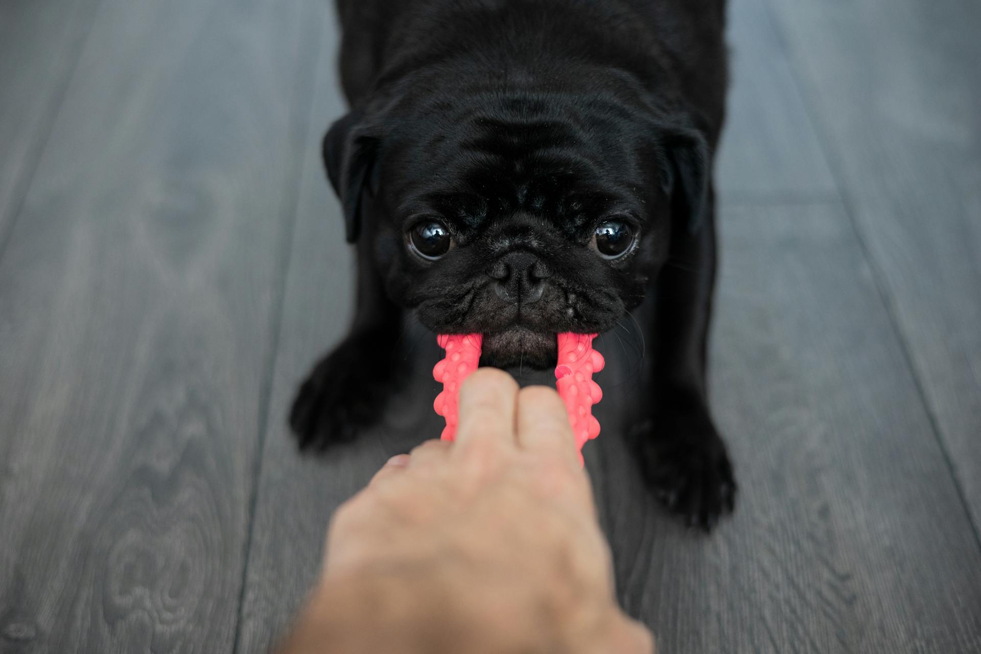 Close-up of a Pug Pulling a Toy