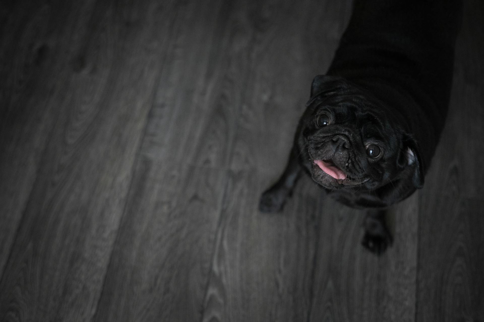 Cute Black Dog at Home