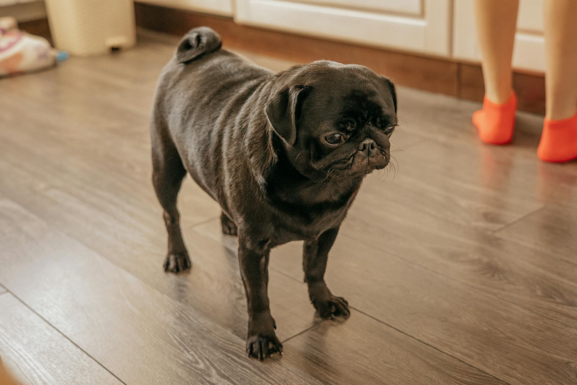 Pug Standing in the Kitchen