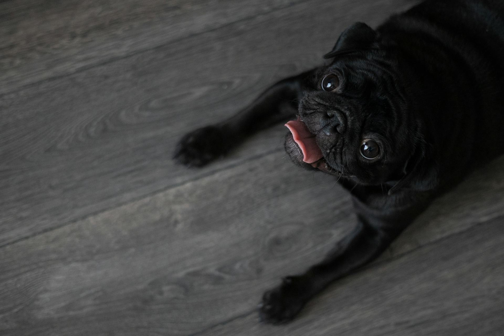 Söt svart hund som ligger på golvet