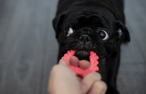Person Playing with a Pug