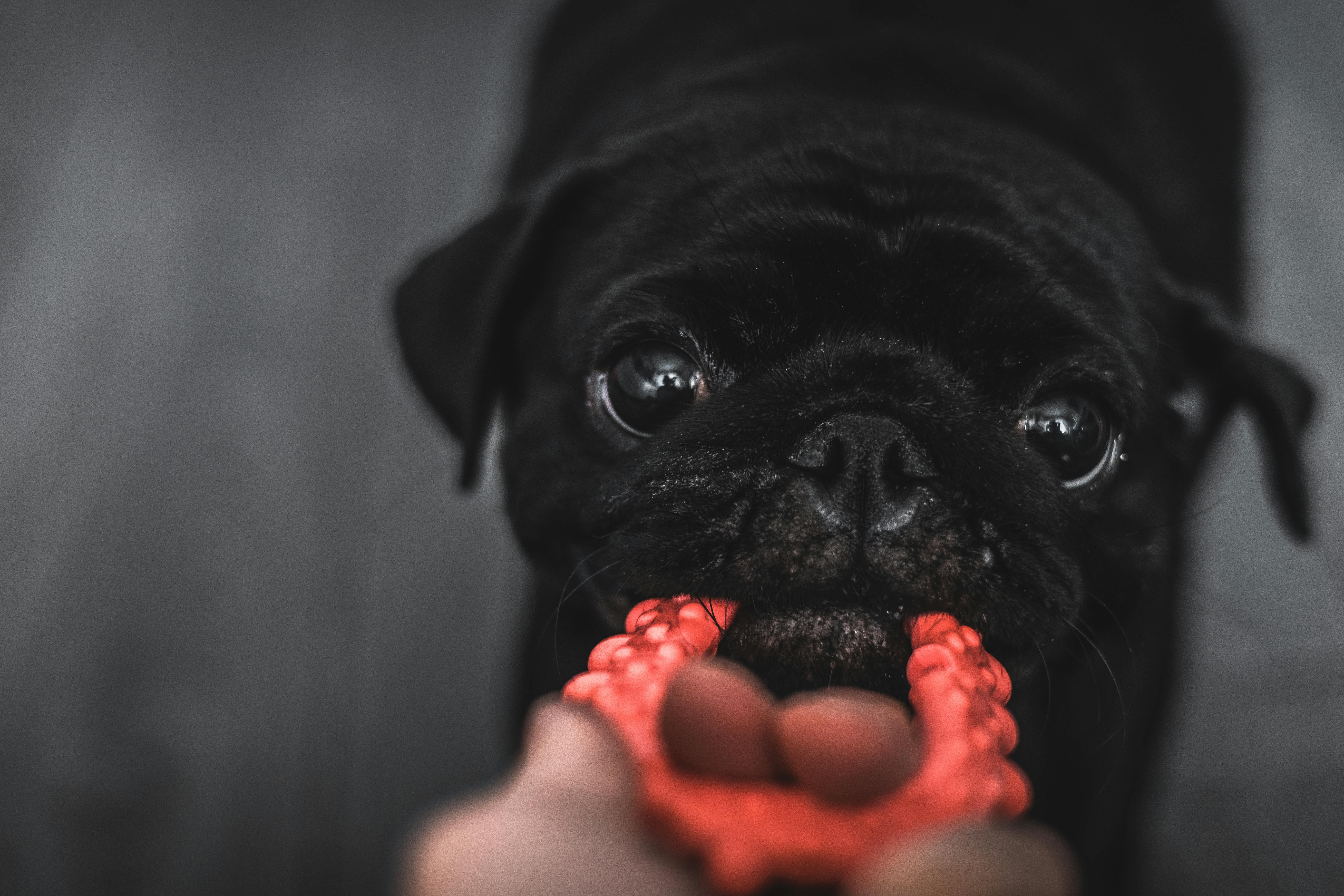 Portrait of a Funny Pug with Its Mouth Open · Free Stock Photo Portrait of a Funny Pug with Its Mouth Open · Free Stock Photo