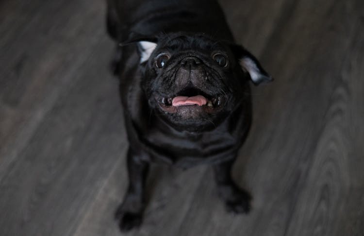 Portrait Of A Funny Pug With Its Mouth Open 