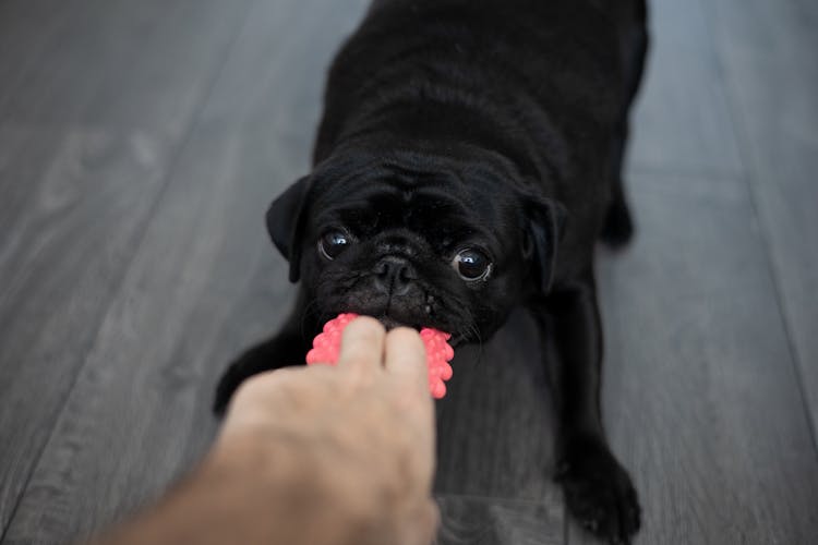 Person Playing With Dog