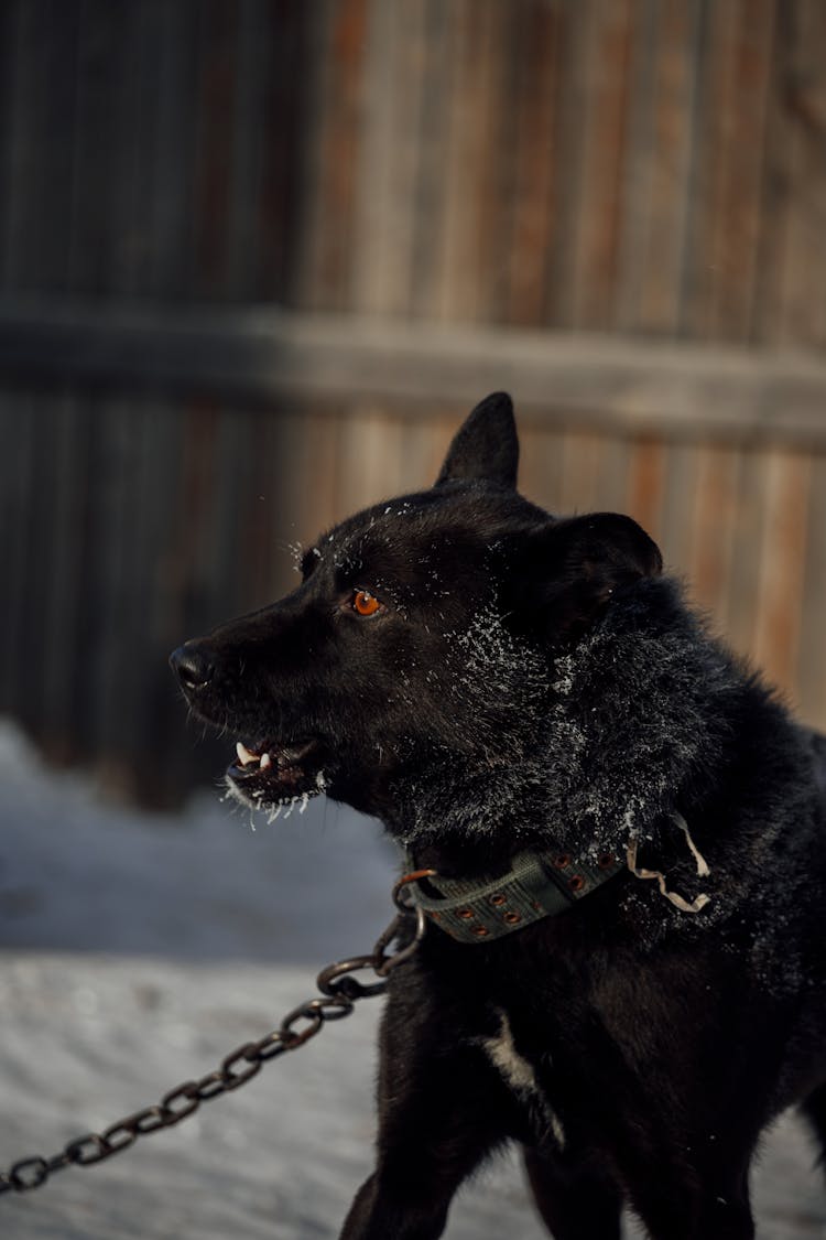 Black Dog Wearing A Dog Collar On A Chain