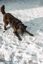 Black Short Coated Dog on Snow Covered Ground