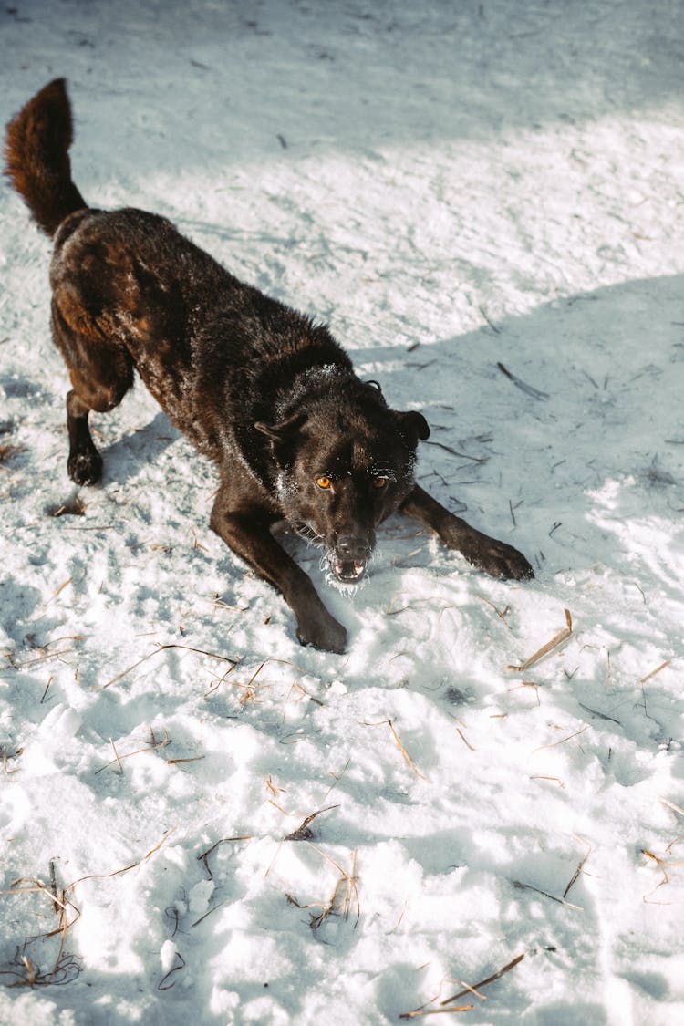 Carea Leonés Dog On Snow Covered Ground 