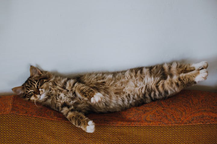 A fluffy cat lying relaxed on a sofa, showcasing its furry belly in a cozy indoor setting.