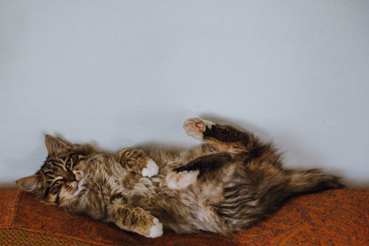 cat photo