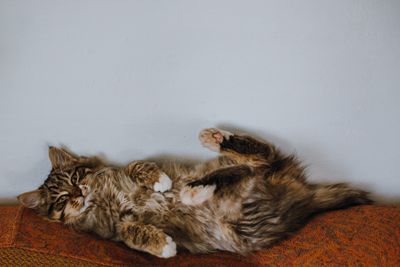 My Cat Turns Into a Buzz Saw Every Time I Pick Her Up — How Handling Finally Stopped Drawing Blood