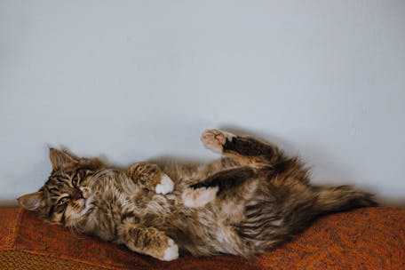 Adorable fluffy cat comfortably lying on its back indoors. Perfect for pet lovers.