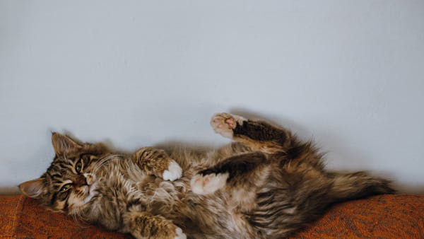 Adorable fluffy cat comfortably lying on its back indoors. Perfect for pet lovers.