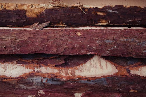 Bark of a Processed Lumber Woods