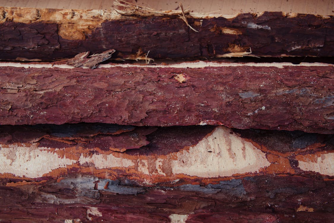 Bark of a Processed Lumber Woods