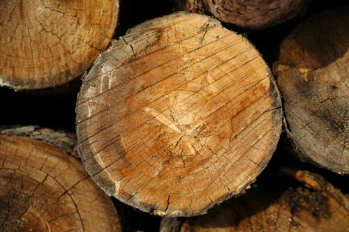 Ingyenes stockfotó fa, fűrészáru, közelkép témában Stockfotó