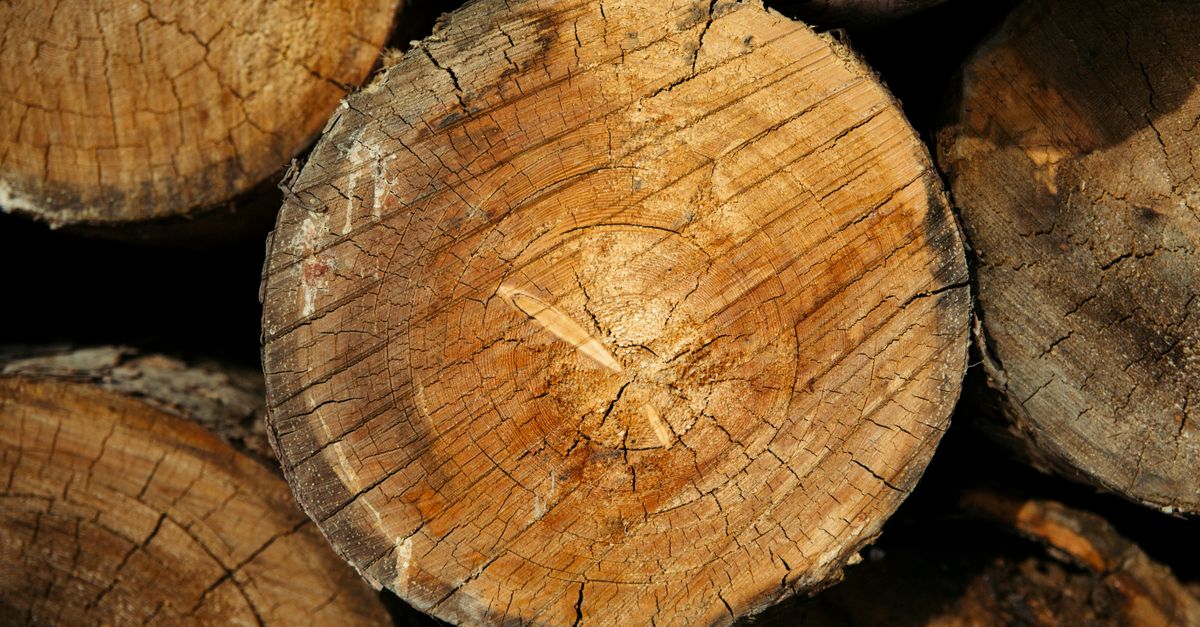 Two Tree Log Close-up of a Tree Log · Free Stock Photo