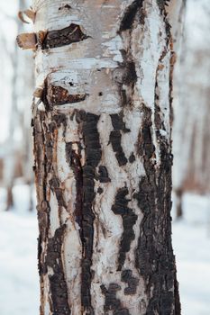 brown birch bark