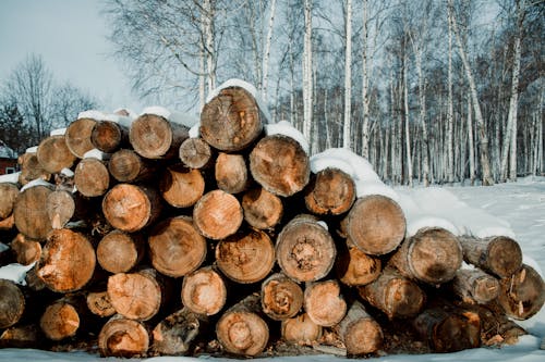De franc Foto d'estoc gratuïta de boscos, cobert de neu, fusta amuntegada Foto d'estoc