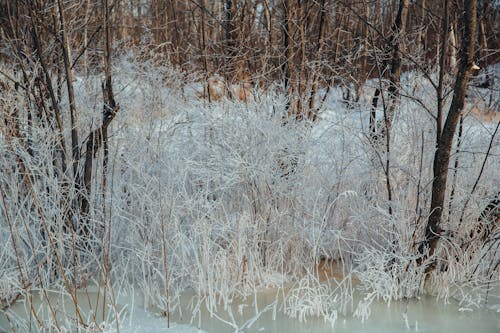 Gratis lagerfoto af forkølelse, frost, is