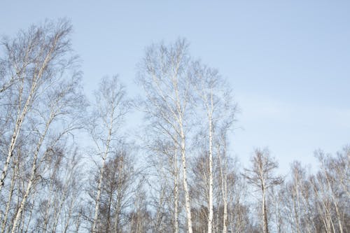 Gratis lagerfoto af baggrund, Birk, blå himmel