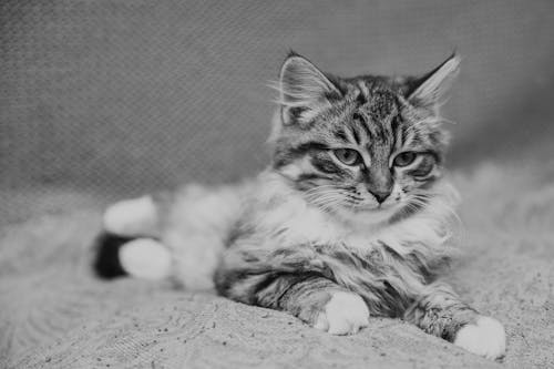 Grayscale Photography of Tabby Cat 