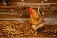 Brown Hen on Brown Hay